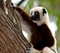 Lemur